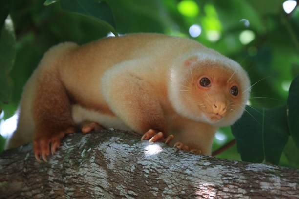 A closeup of a Northern common cuscus on the tree looking at the camera