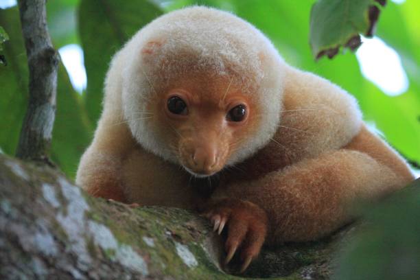 istock Closeup of a Northern common cuscus on the tree looking at the camera 1417598030