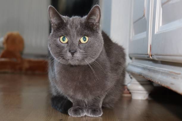 istock Black cat in the house 1417598382