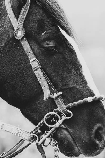 istock Grayscale shot of a horse 1417598444