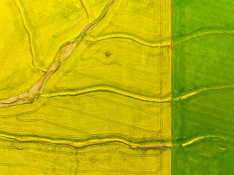 Birds eye view of an Australian Canola field from Directly above.\nYellow on left side, and green on right side.