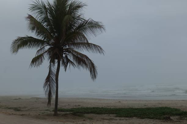 istock Palm tree against sea waves and cloudy sky 1417598508