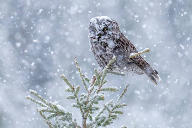 istock Snowy winter scene with an owl perched on spruce twigs 1417598562