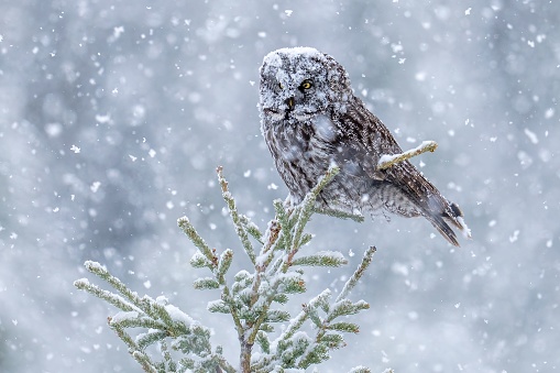 A snowy winter scene with an owl perched on spruce twigs
