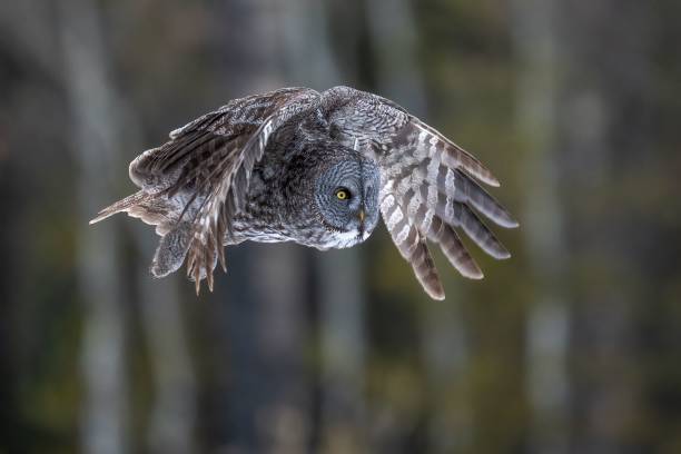 istock Big flying owl in the blurred background 1417598563
