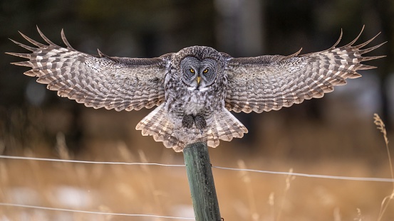 A closeup of owl with widespread wings in the air
