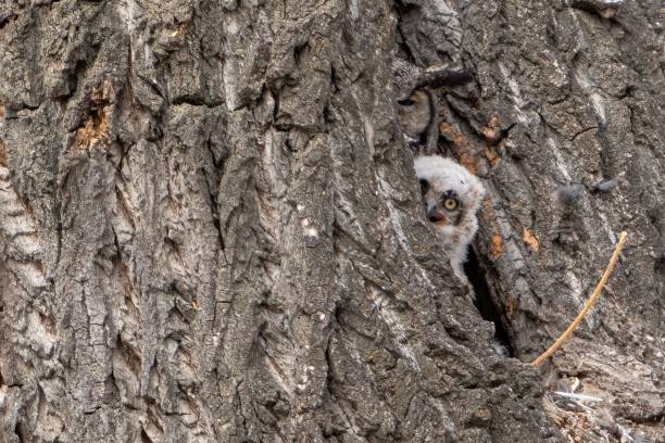 istock Cute owl hiding in tree hollow 1417598573