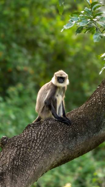 istock View of a beautiful Gray langur on a tree in a forest 1417599182