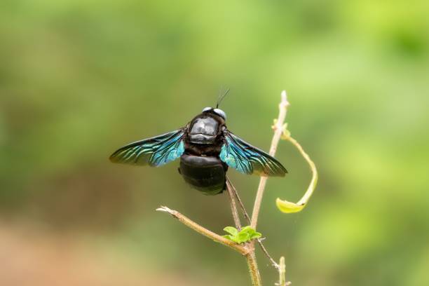 istock Closeup shot of a slender-scaped carpenter bee 1417599346