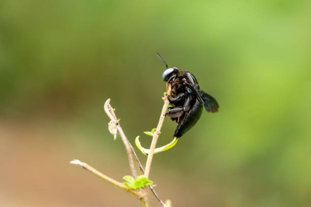 istock Closeup shot of a slender-scaped carpenter bee 1417599360