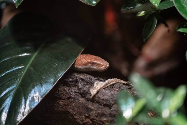 Selective focus shot of a snake hiding under a green leaf