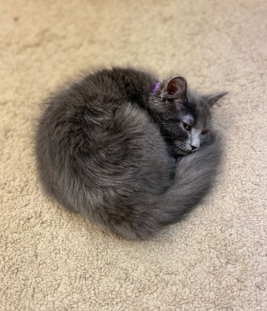 Photo of a cat curled up in a ball