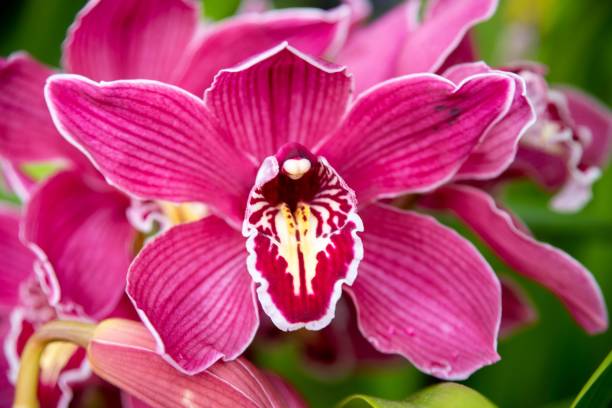 istock Orchids in a closeup shot with beautiful petals 1417599719