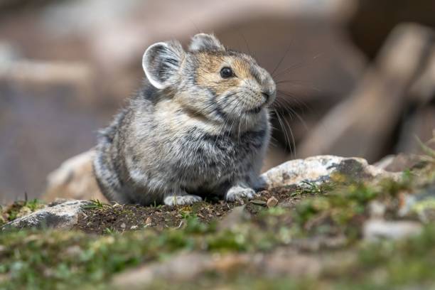 gros plan de pika moelleux dans son habitat naturel - ochotone photos et images de collection