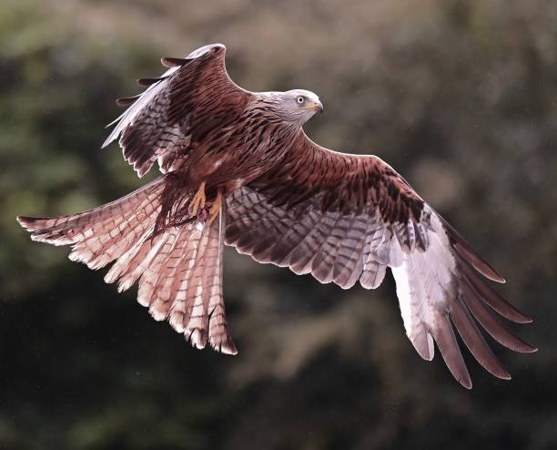 Closeup of a Red Kite Eagle captured in midflight with wings spread wide open