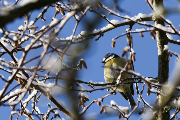 istock Selective focus shot of a Eurasian Blue Tit bird perched on a tree twig during winter 1417599802