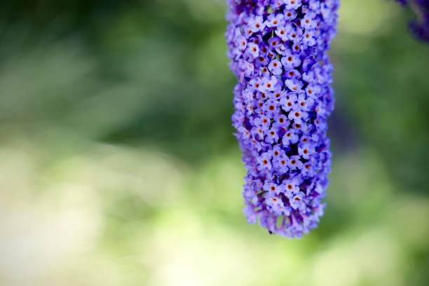 Selective focus shot of a purple butterfly bush isolated on a green bokeh background A selective focus shot of a purple butterfly bush isolated on a green bokeh background buddleia blue stock pictures, royalty-free photos & images