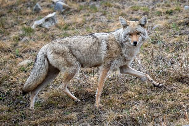 istock Furry coyote in its natural habitat 1417601108