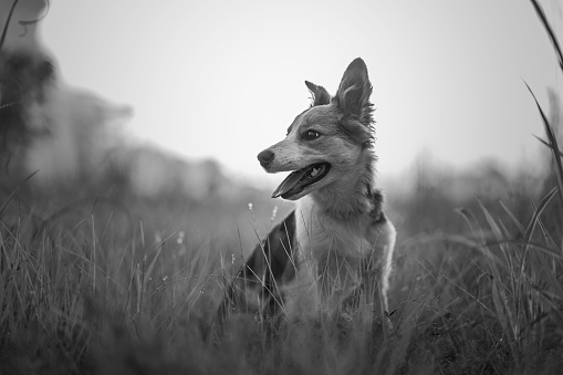 A grayscale shot of a golden Border Collie in the wildlife