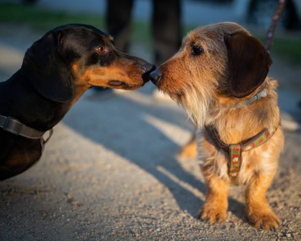 istock Brown and black dog sniffing each other 1417601237