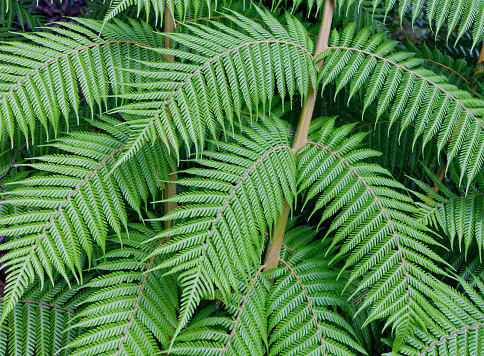 Fern leaves, with symmetrical fronds, native bush, west coast, south island, Aotearoa / New Zealand.