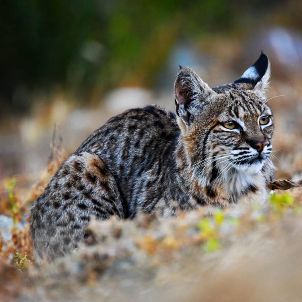 istock Wild cat watching lying on the ground 1417601249