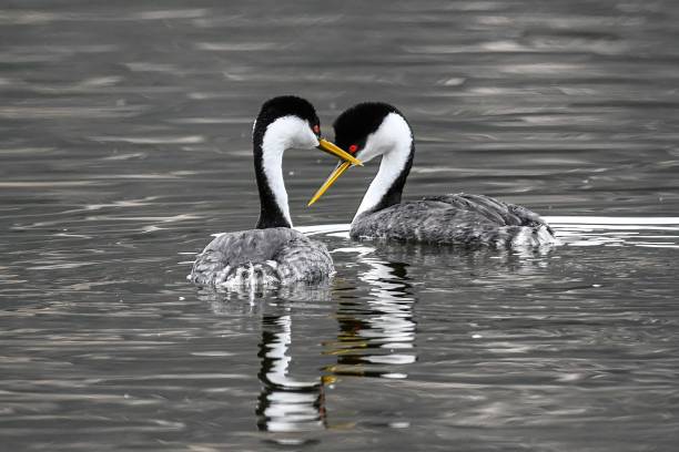 istock Wild ducks swimming on the lake 1417601254