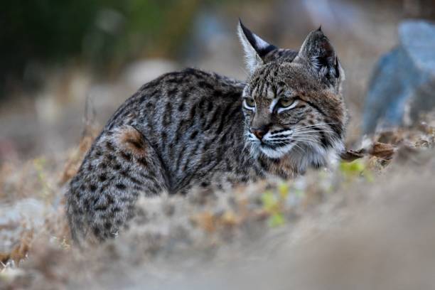 istock Wild cat watching lying on the ground 1417601260