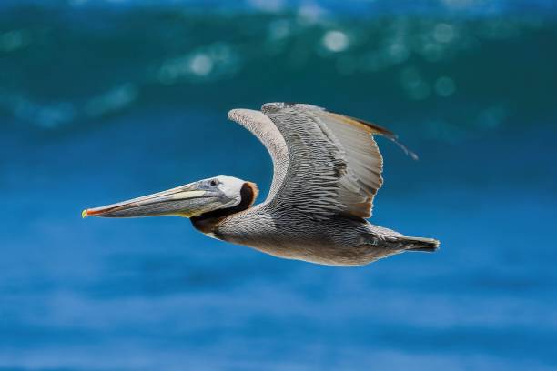 istock Grey pelican flying on the air with blue sea background 1417601267