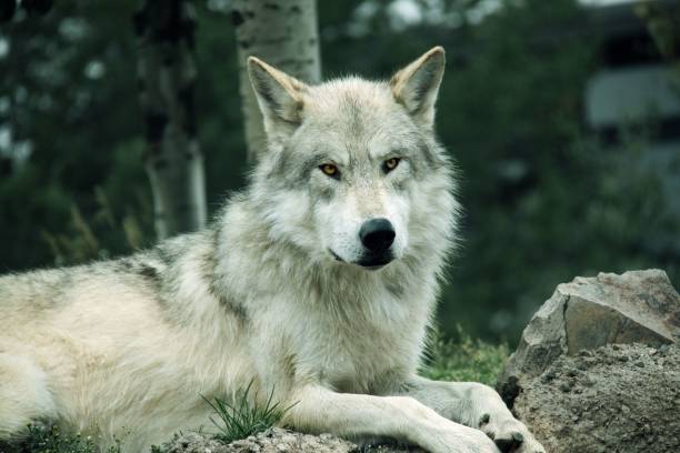 istock White male wolf sitting on the rocks 1417601279