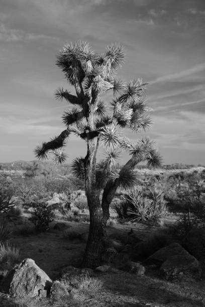 istock Greyscale shot of grass and trees on a mountain 1417601338
