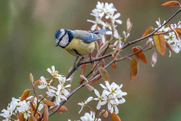 istock Eurasian Blue Tit (Cyanistes caeruleus) on a spring branch with white flowers 1417602004