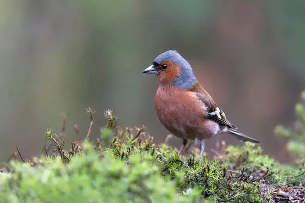 Beautiful Male Common Chaffinch (Fringilla coelebs) in the forest of Noord Brabant in the Netherlands.