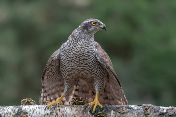 istock Beautiful Northern Goshawk (Accipiter gentilis) on a branch 1417602037