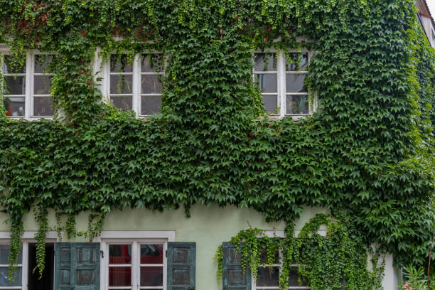 istock windows of a house covered with green ivy 1417602056
