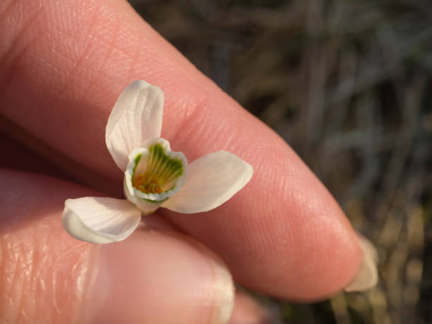 istock woman hand holding small fragile snow-drop flower between fingers, selective focus 1417603154