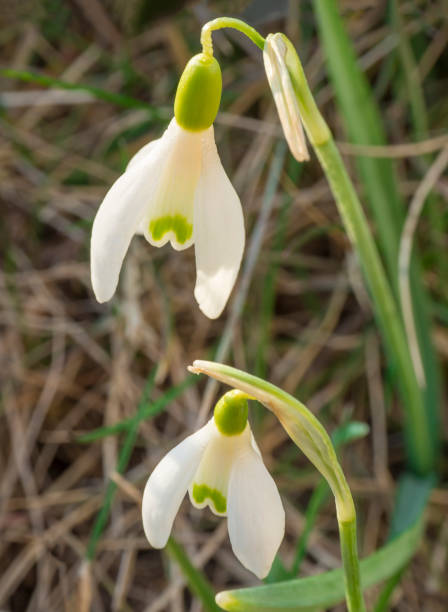istock close up macro two snow-drop spring flowers on defocused grass bokeh background 1417603158