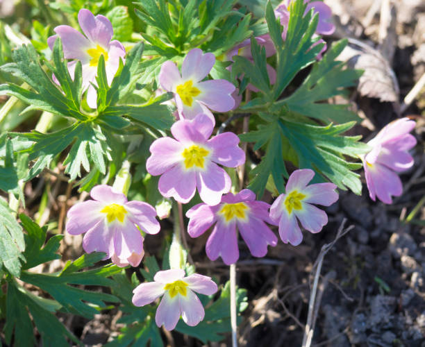 close up blooming pink primarosa spring flowers, selective focus