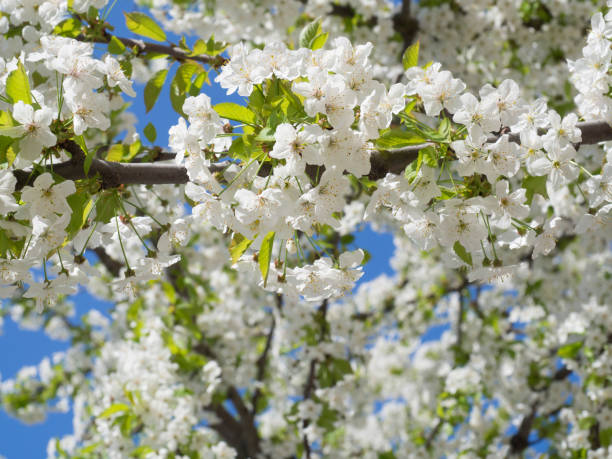 istock close up blooming white apple blossom flower branche, selective focus,blue sky background 1417603292