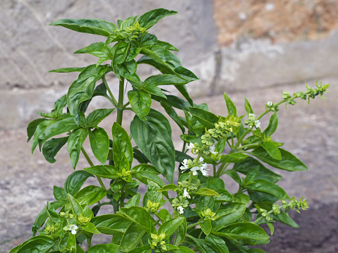 blooming green bazil herb on the soft sandstone background