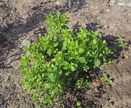 close up growing fresh green sweet marjoram