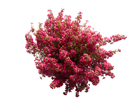 blooming purple heather top view isolated on white background