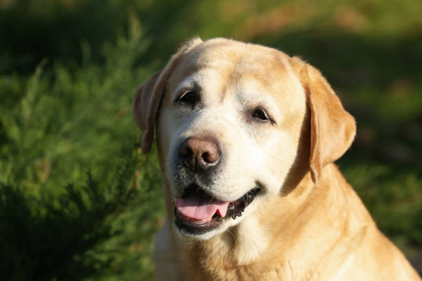 istock Yellow Labrador outdoors on sunny day, closeup 1417605737
