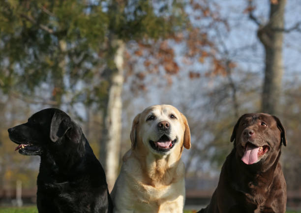 istock Cute different Labradors in park on sunny day 1417605843
