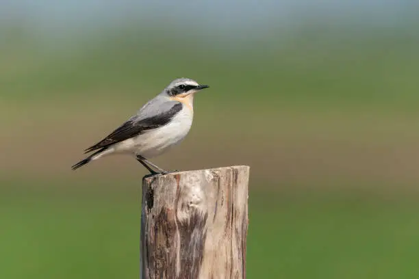 Beautiful Northern Wheatear (Oenanthe oenanthe) sitting on a fence post. Gelderland in the Netherlands.