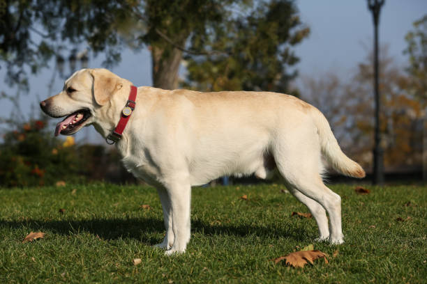 istock Yellow Labrador in park on sunny day 1417606609