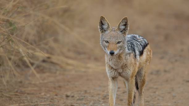 istock Black-backed jackal in its natural habitat 1417606672