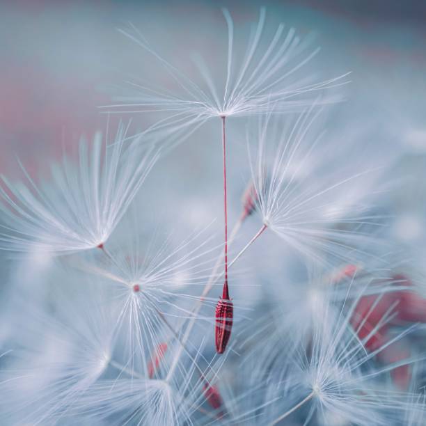 istock beautiful dandelion flower seed in spring season 1417606723