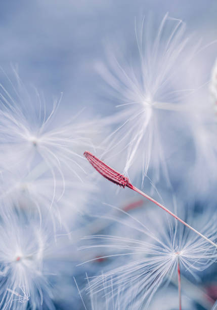 istock beautiful dandelion flower seed in spring season 1417606726