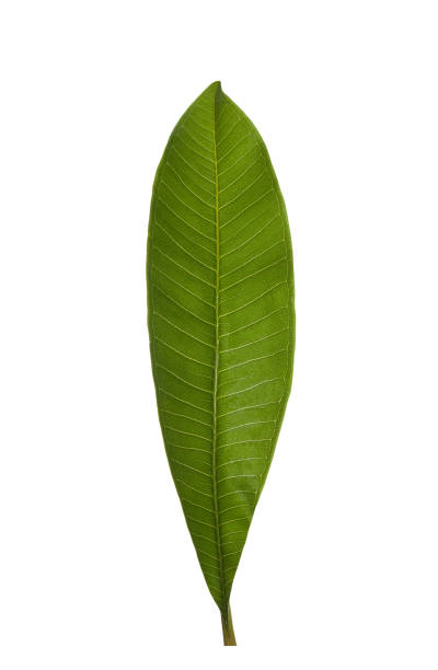 istock Green palm leaf isolated on white background. 1417607998